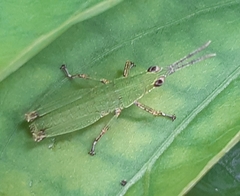 Tagasta marginella