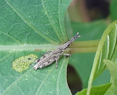Tagasta marginella
