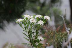 Pimelea longifolia