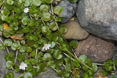 Epilobium nerteroides
