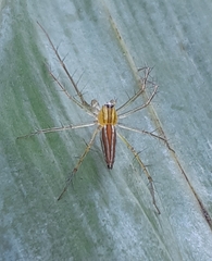Oxyopes birmanicus