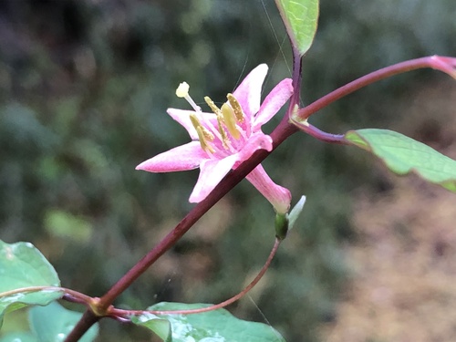Lonicera gracilipes iNat (3)