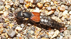 Phucobius pectoralis