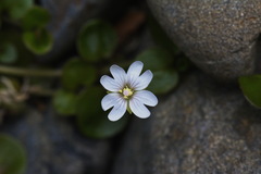 Epilobium nerteroides