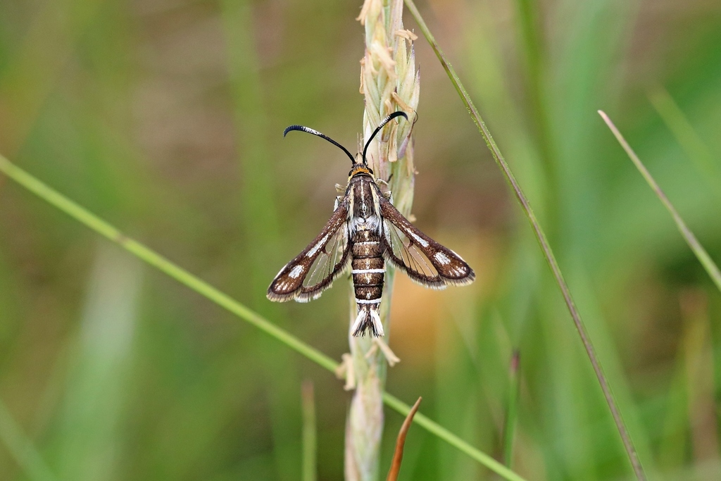 Thrift Clearwing