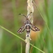 Thrift Clearwing - Photo (c) Nigel Voaden, some rights reserved (CC BY)