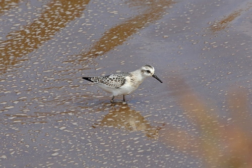 Correlimos tridáctilo (Calidris alba)