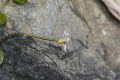 Epilobium nerteroides