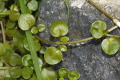 Epilobium nerteroides