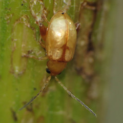 Longitarsus jacobaeae