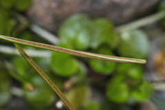 Epilobium nerteroides