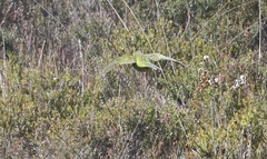 Pezoporus wallicus wallicus