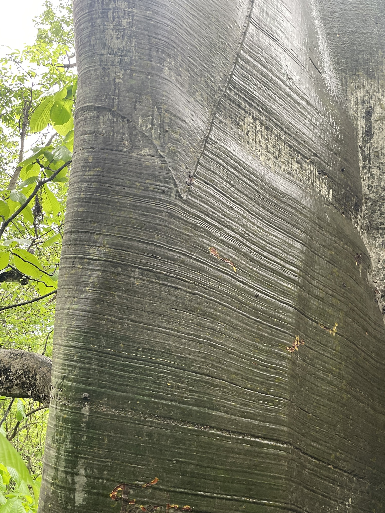 Ceiba trischistandra image