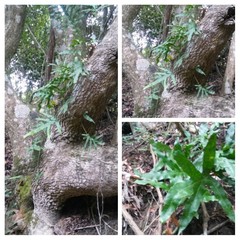 Microsorum scolopendria