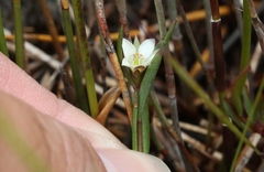 Boronia parviflora
