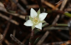 Boronia parviflora