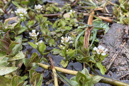 Cardamine scutata iNat (1)