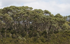 Eucalyptus nitida