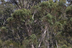 Eucalyptus nitida