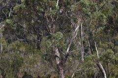 Eucalyptus nitida