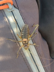 Steropleurus pseudolus