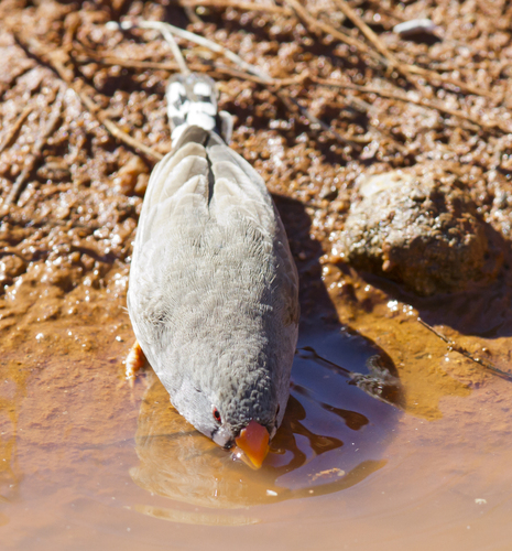 Zebra Finch (Lesser Sundas)