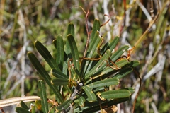 Cassytha glabella dispar