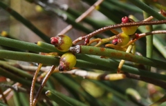 Cassytha glabella dispar