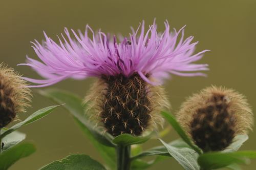 Wig Knapweed