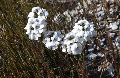Euphrasia striata