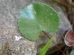 Adiantum reniforme image