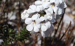 Euphrasia striata