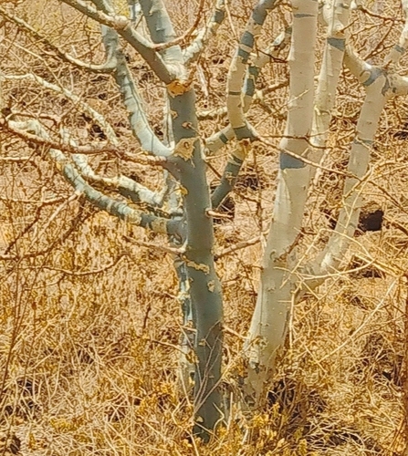 Commiphora baluensis