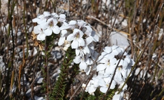 Euphrasia striata