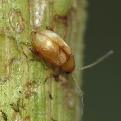 Longitarsus jacobaeae