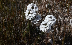Euphrasia striata