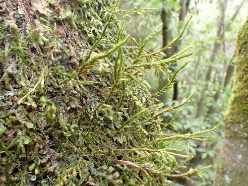 Cryphaeaceae image