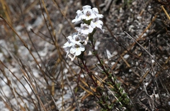 Euphrasia striata