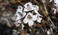 Euphrasia striata