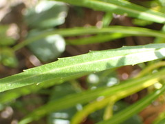 Erysimum virescens image