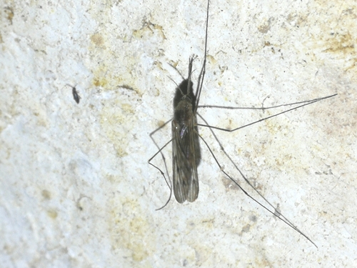 Komarci (Culicidae)