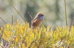 Stipiturus malachurus