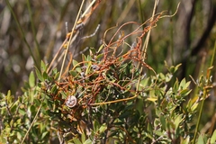 Cassytha glabella dispar