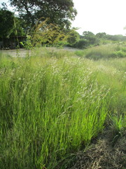 Heteropogon contortus image