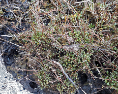 Samolus repens repens