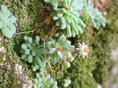 Monanthes brachycaulos image