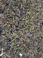 Samolus repens repens