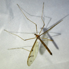 Tricyphona