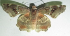 Caprona pillaana