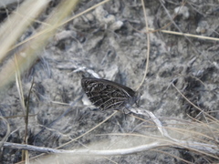 Pseudonympha poetula